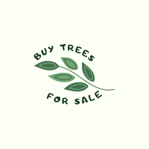 Welcome To Buy Trees For Sale, Buy Trees For Sale