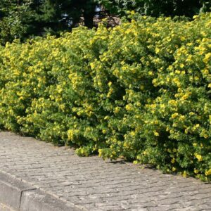 Where Can I Buy Potentilla?, Buy Trees For Sale