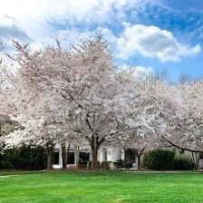 A Guide to Buying Cherry Trees: Weaver Family Farms Nursery &amp; Stark Bro&#8217;s Nursery, Buy Trees For Sale