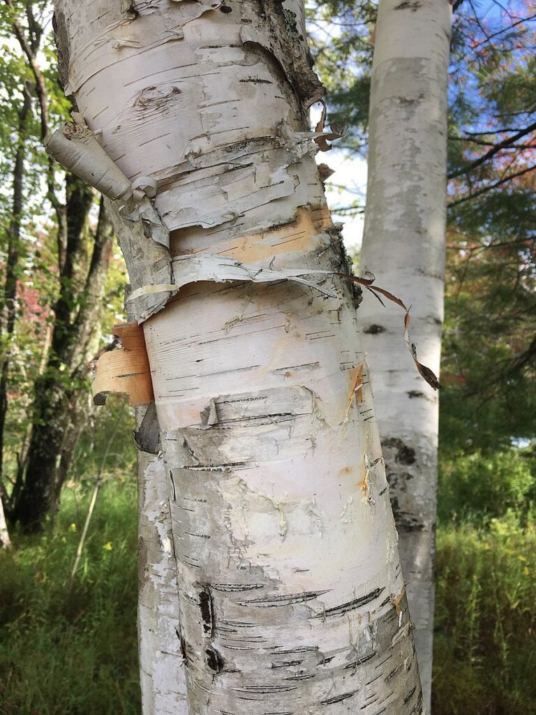Paper Birch Tree For Sale, Buy Trees For Sale