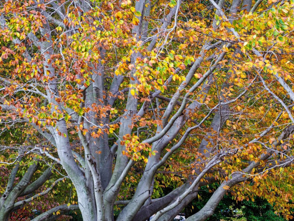 American Beech Tree For Sale, Buy Trees For Sale