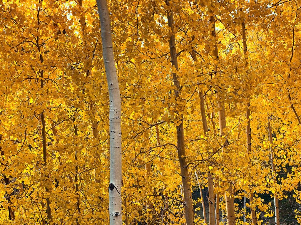 Captivating Aspen Trees for Sale: Transform Your Landscape with Natural Splendor, Buy Trees For Sale