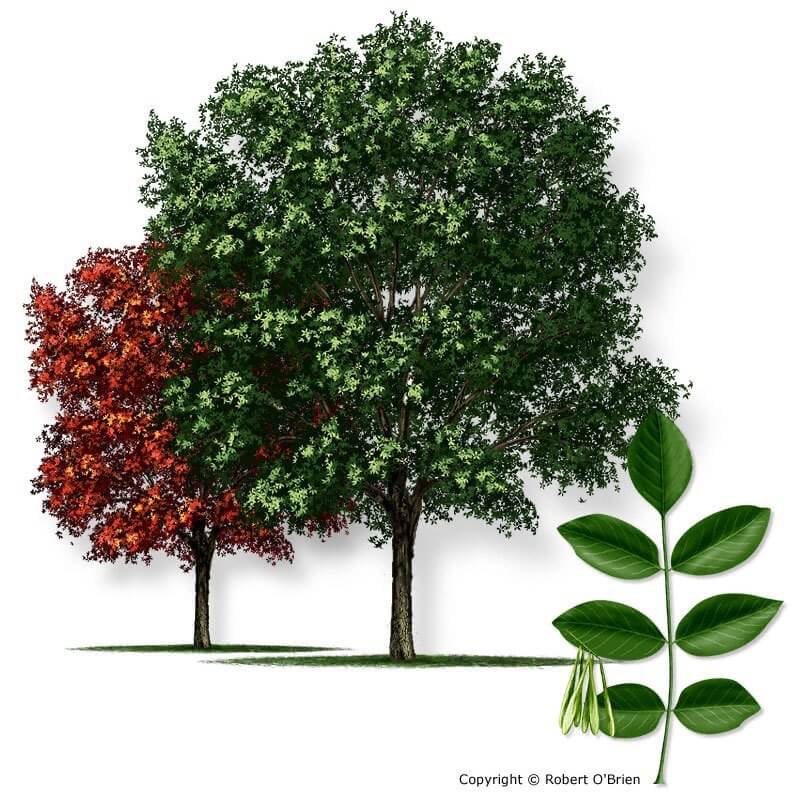 Premium Ash Trees for Sale: Enhance Your Landscape with Natural Elegance, Buy Trees For Sale