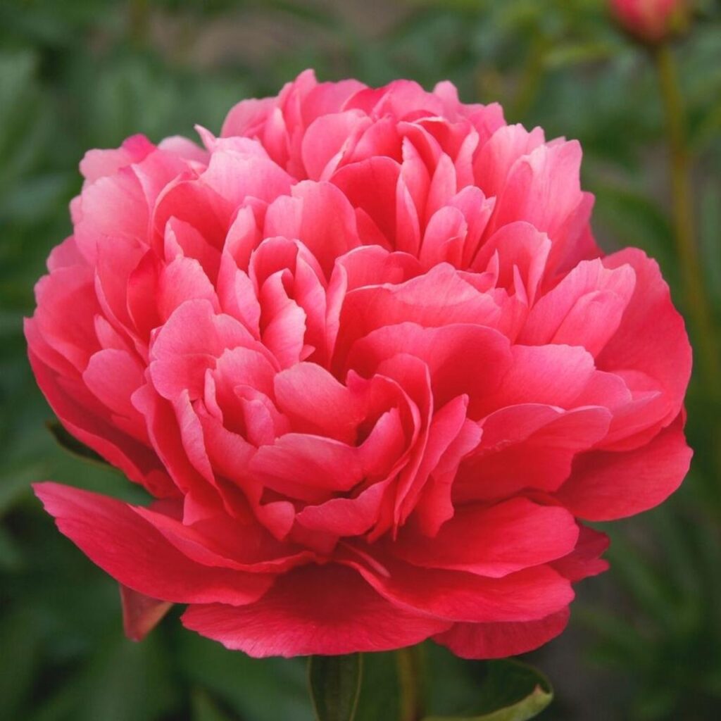 Exquisite Peonies for Sale: Add Splendor to Your Garden with Blooming Beauty, Buy Trees For Sale