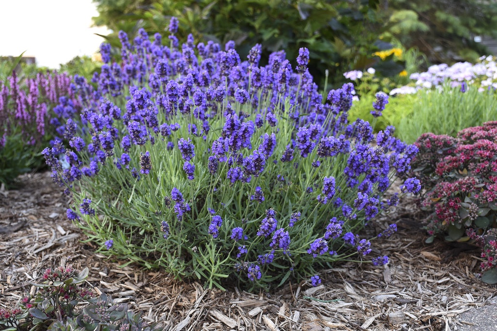 Fragrant Lavender Plants for Sale: Transform Your Garden with Serenity and Beauty, Buy Trees For Sale