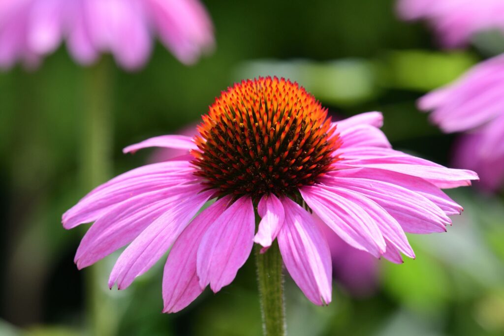 Vibrant Coneflower Plants for Sale: Embrace Color and Beauty in Your Garden, Buy Trees For Sale