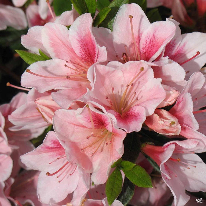 Stunning Azalea Plants for Sale: Enhance Your Garden with Exquisite Blooms, Buy Trees For Sale