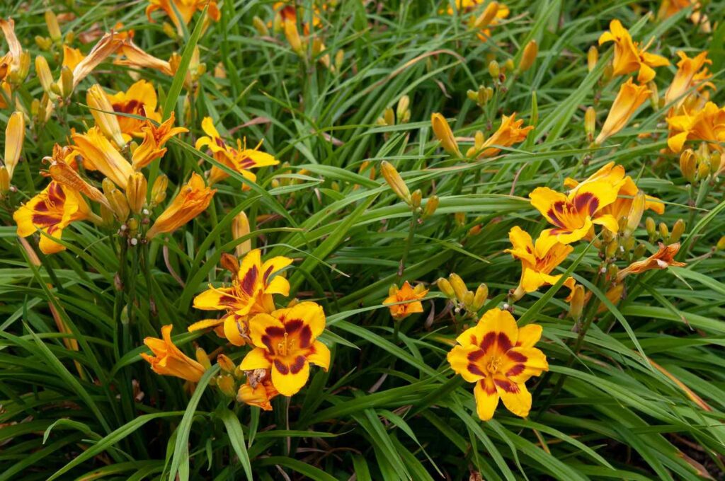 Beautiful Daylilies for Sale: Enhance Your Garden with Vibrant Blooms, Buy Trees For Sale