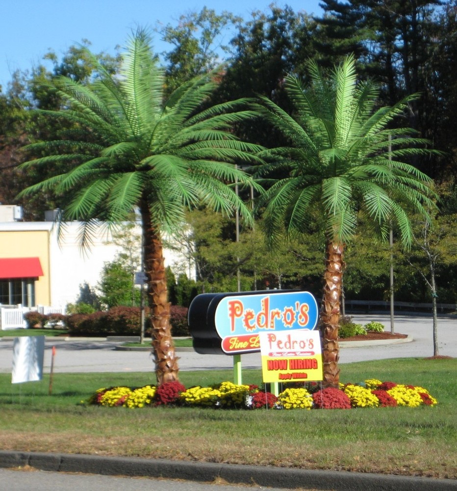Palm Trees For Sale Jacksonville Florida, Buy Trees For Sale