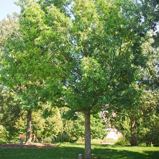 Finding the Perfect Trees for Sale in San Antonio: Your Guide to Enhancing Your Landscape, Buy Trees For Sale