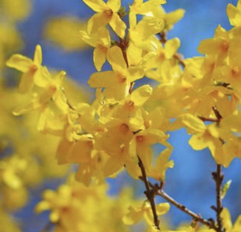 Forsythia for Sale: Golden Bell Lynwood &#8211; Add Vibrant Beauty to Your Landscape, Buy Trees For Sale