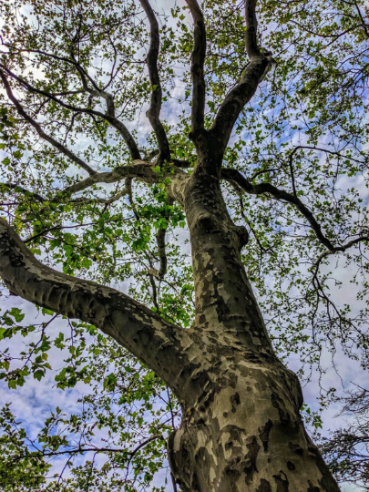 Sycamore Tree: Embrace Majestic Beauty in Your Landscape, Buy Trees For Sale