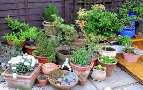 Secrets of Successful Container Gardening, Buy Trees For Sale