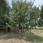 Halls Hardy Almond Tree: A Resilient Delight for Nut Enthusiasts, Buy Trees For Sale
