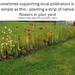 Elevate Your Garden: Transformative Impact of Native Flowers on Pollinators, Buy Trees For Sale