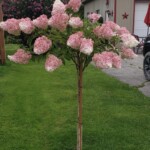 Strawberry Vanilla Hydrangea Trained to Grow Like a Tree, Buy Trees For Sale