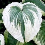 Bridal Falls Hosta: A Cascade of Beauty in Your Garden, Buy Trees For Sale